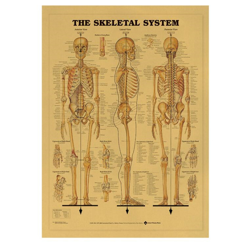 Póster médico Vintage del sist - Vintage Fashion Wallpaper reseña y precio